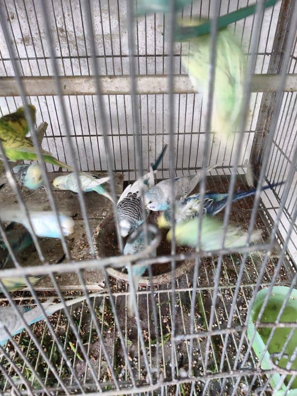 Breeding Adult healthy Budgies colony set-up 1