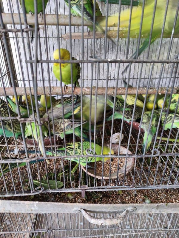 Breeding Adult healthy Budgies colony set-up 2