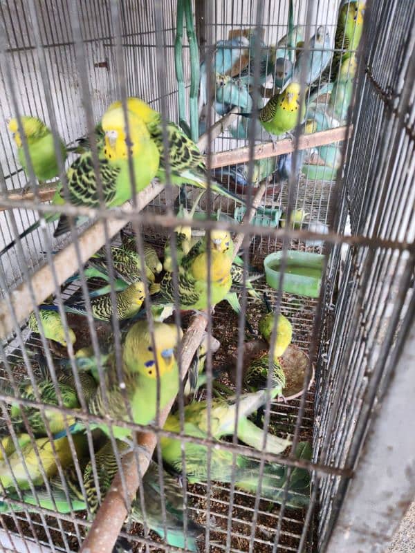 Breeding Adult healthy Budgies colony set-up 3