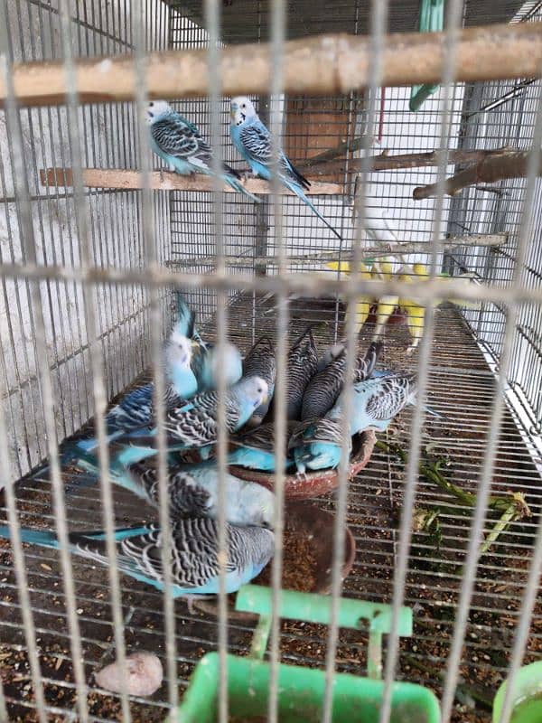 Breeding Adult healthy Budgies colony set-up 4