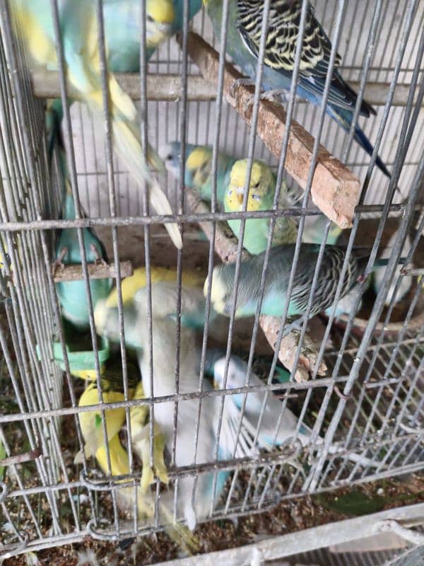 Breeding Adult healthy Budgies colony set-up 5