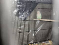 albino split red eye breeder pair and sherazi pigeon