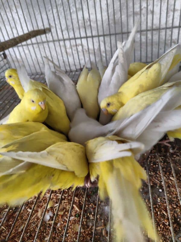 Breeding Adult healthy Budgies colony set-up 6