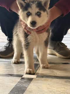 Siberian husky pair