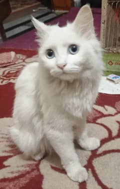 persian cat