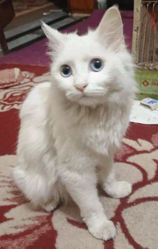 persian cat 0