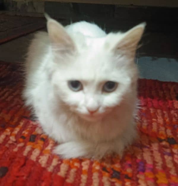 persian cat 1