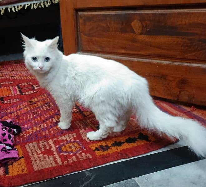 persian cat 2