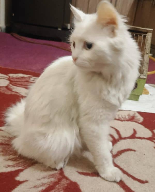 persian cat 3