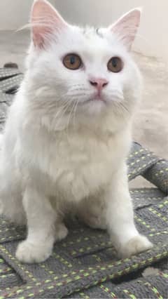 persian cat adult pair.