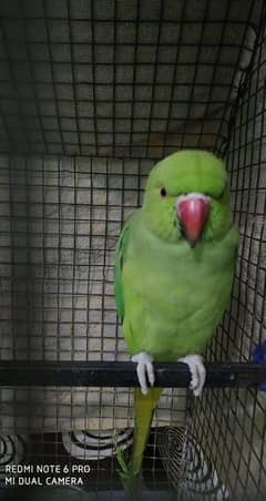 Sale pair of green Raw parrot