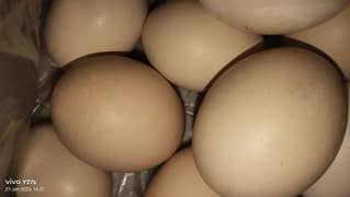 daisy and Aseel hen eggs for sale