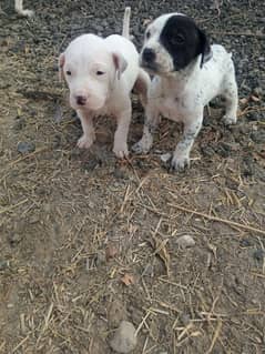 Cute puppies for sale