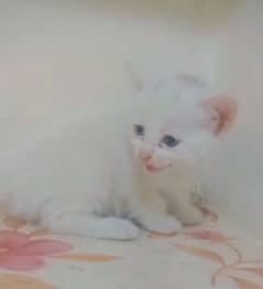 Persian Kittens Double Coated Cat Sale In Okara City