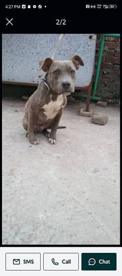 pitbul