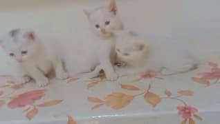 Persian Females Double Coated Kittens Available In Okara City