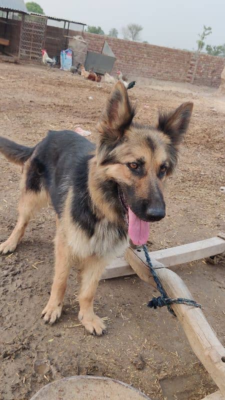 German Shepherd Female For Sale 0