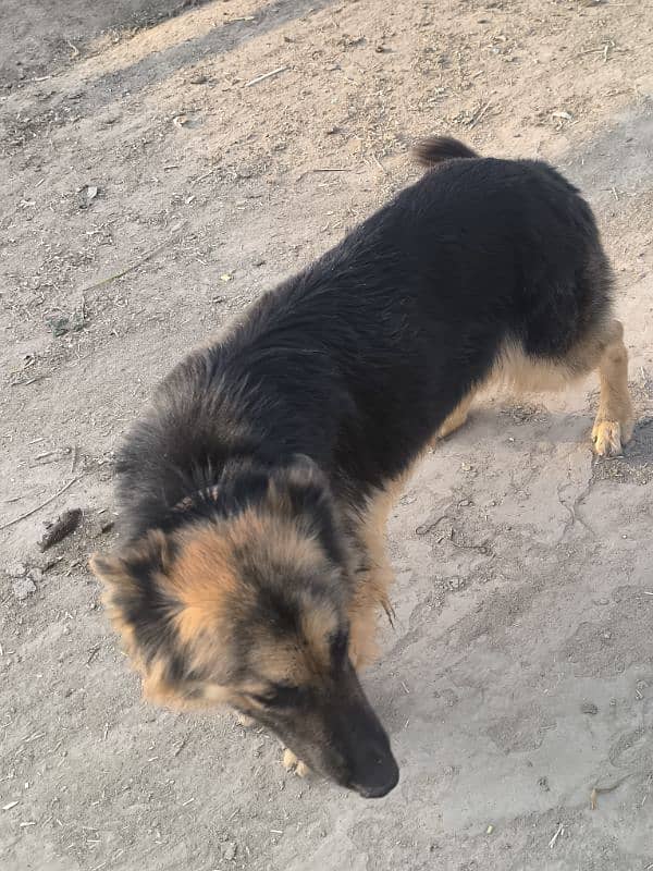 German Shepherd Female For Sale 1