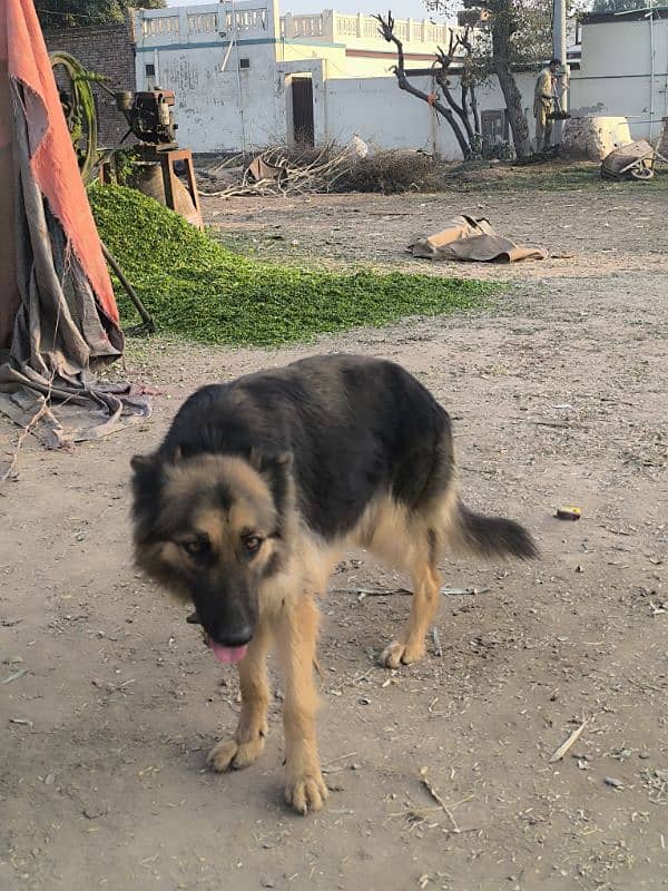 German Shepherd Female For Sale 2