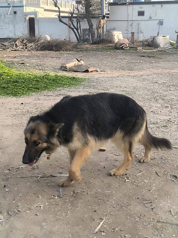 German Shepherd Female For Sale 3