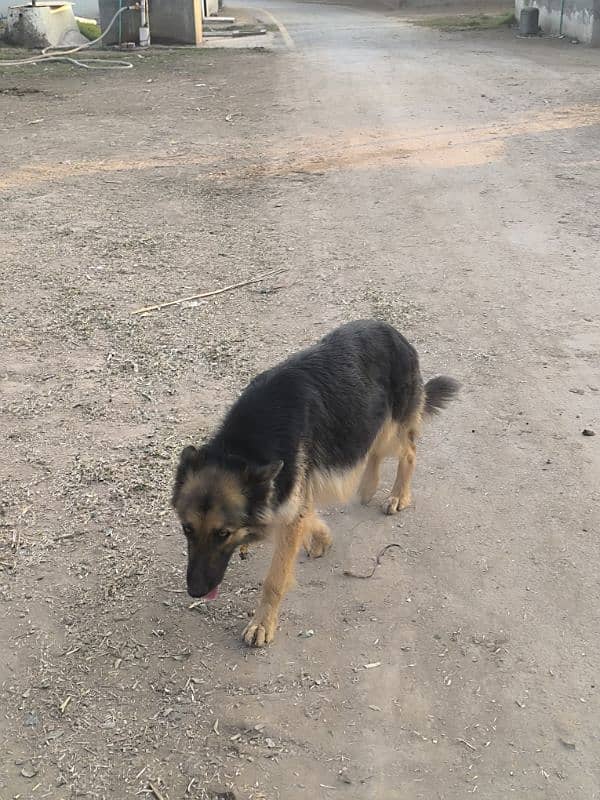 German Shepherd Female For Sale 4