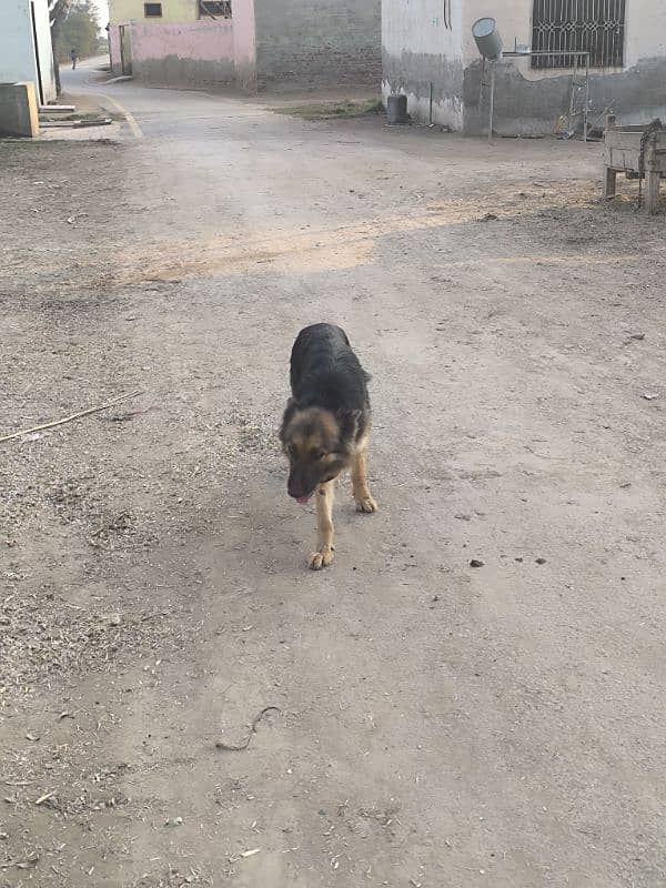 German Shepherd Female For Sale 5