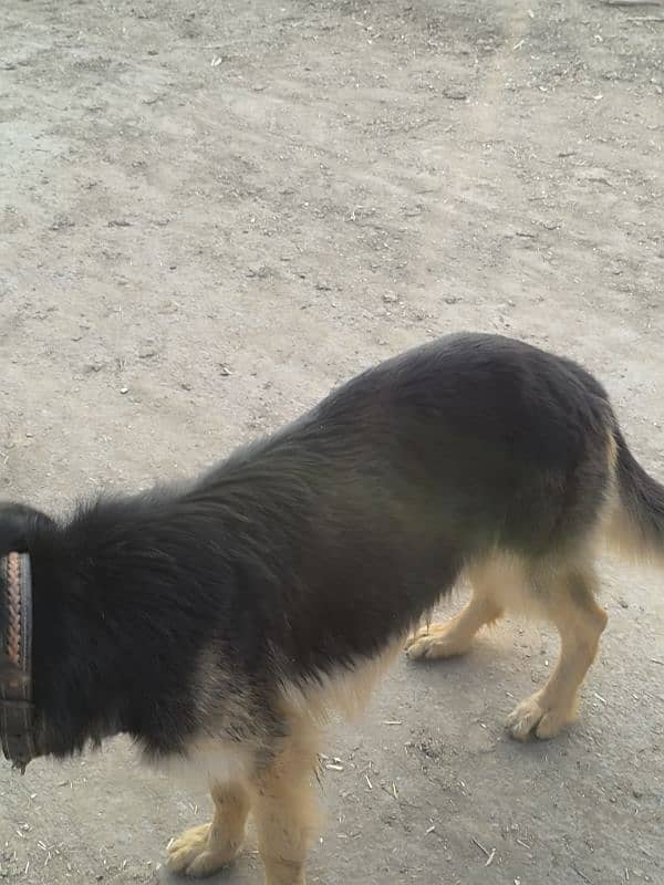 German Shepherd Female For Sale 6