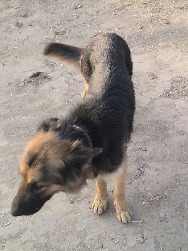 German Shepherd Female For Sale 7