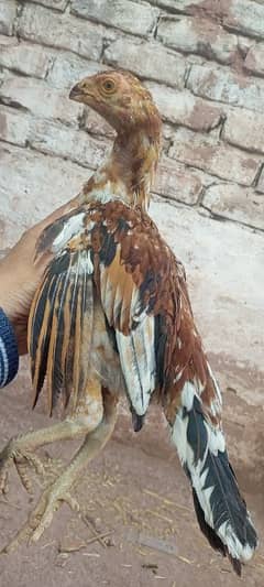 parrot beak cross chicks and breader