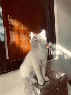 Pure Persian Male Kitten