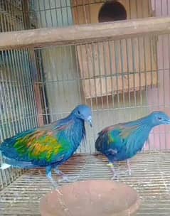 nicobar pair /03152248124