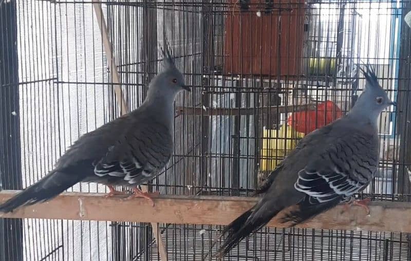 Australian crested dove adult pair fr sale 0