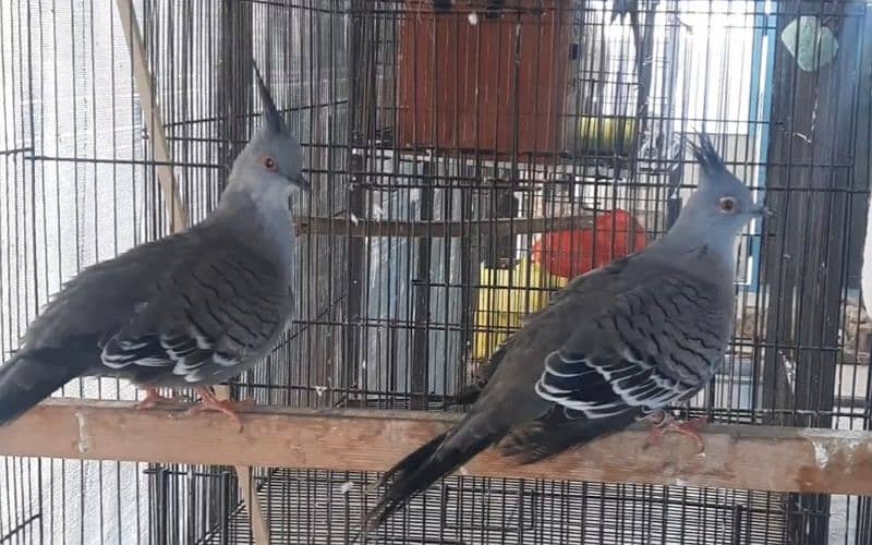 Australian crested dove adult pair fr sale 1