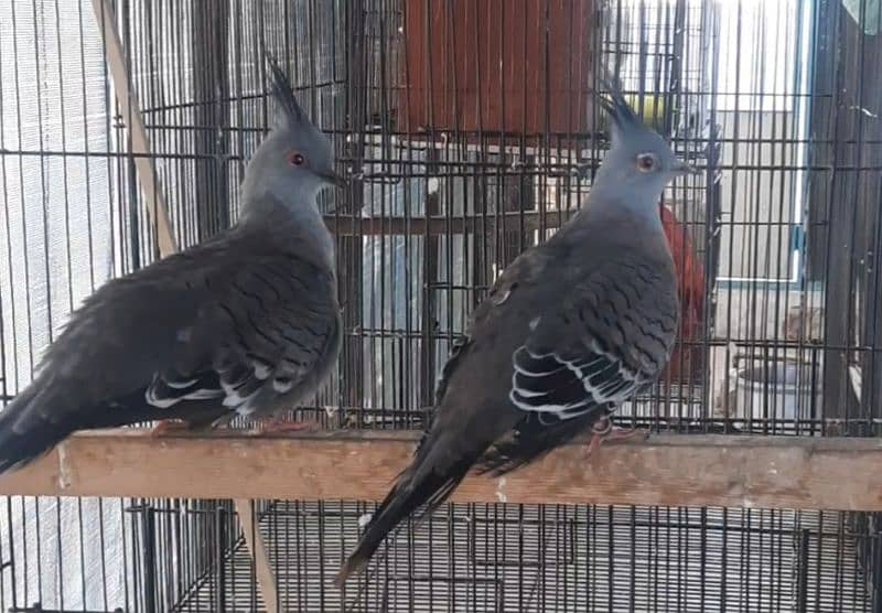 Australian crested dove adult pair fr sale 5