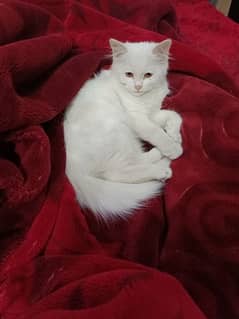 turkish angora cat