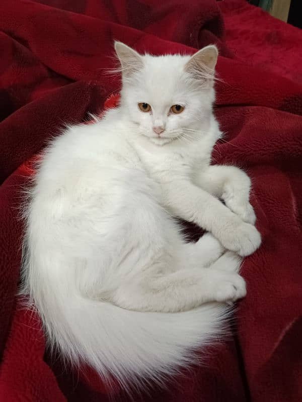 turkish angora cat 1