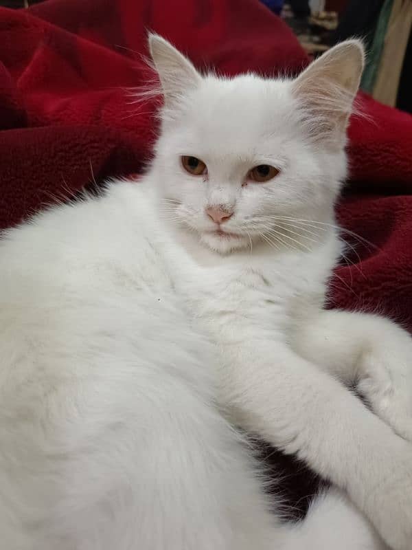 turkish angora cat 2