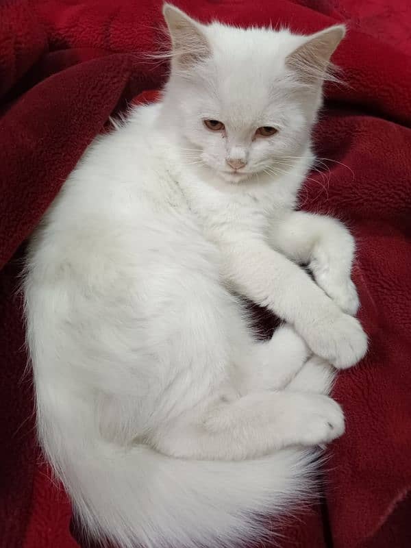 turkish angora cat 3