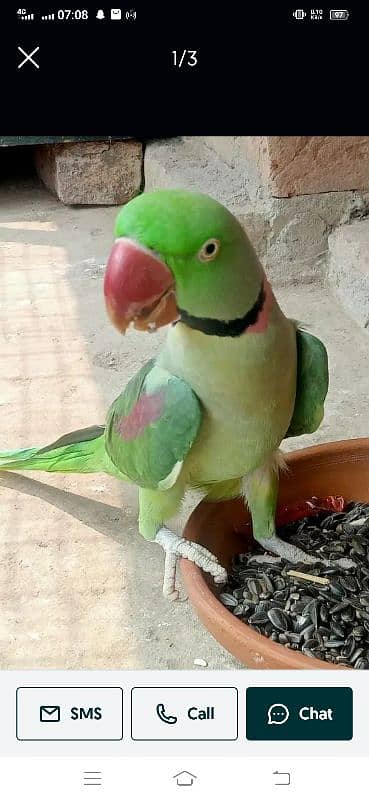 beautiful raw parrot male 18 month age for sale 0