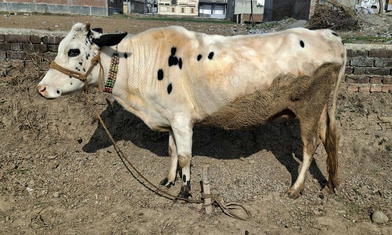 Female Cow and baby Cow 0