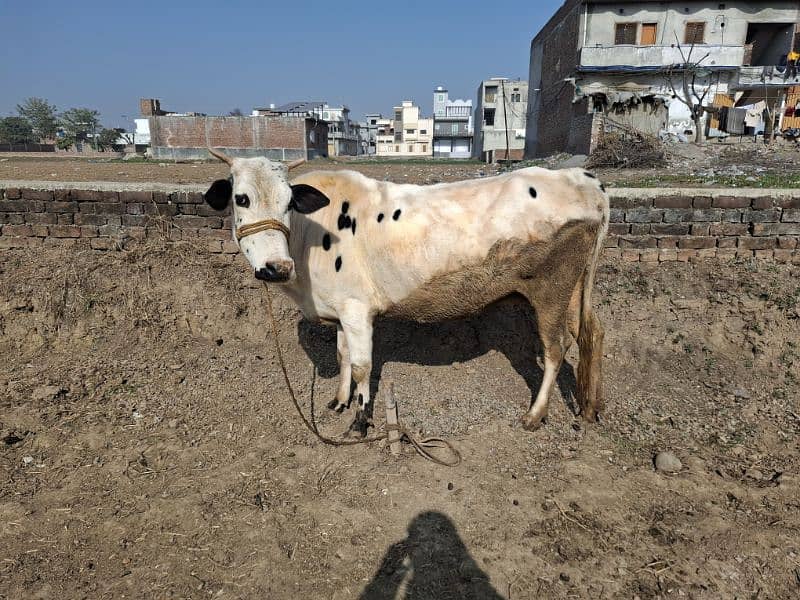 Female Cow and baby Cow 1