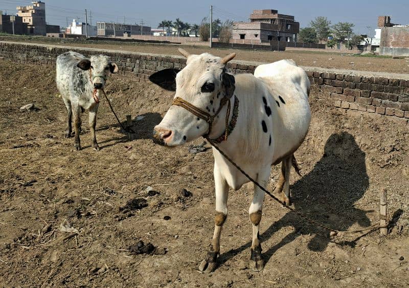 Female Cow and baby Cow 2