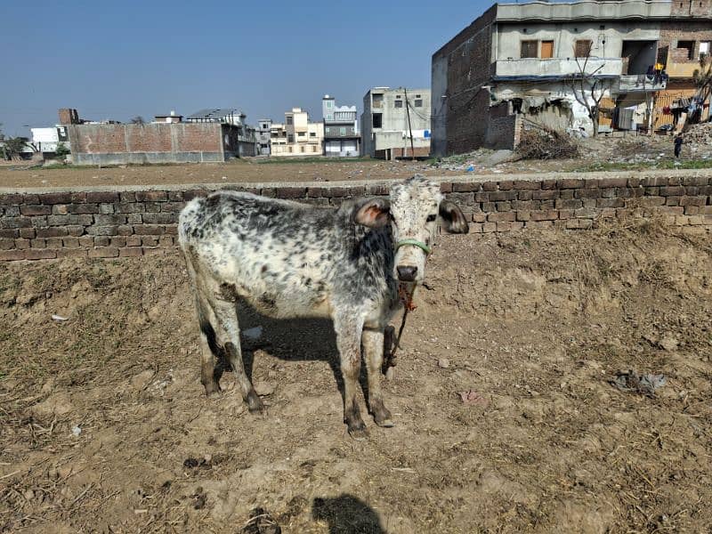 Female Cow and baby Cow 3