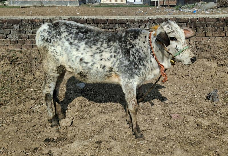 Female Cow and baby Cow 4