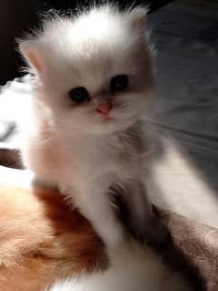 Adorable Small Kittens for Sale – Healthy and Playful