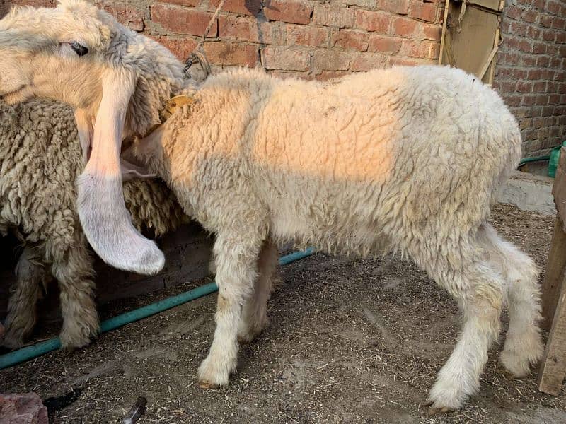 Goat | bakri | sheep | Breader | | بکری  |  kajli female for sale 0