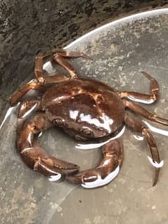 CRAB(kakera)