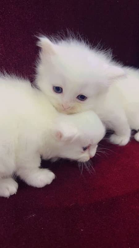 Persian kittens 0