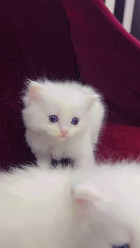 Persian kittens 1