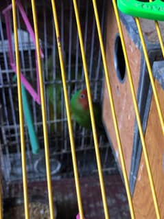 lovebird male for sale with cage